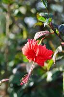 Chinese roos of hibiscus of hibiscus rosa sinensis of hibisceae of malvaceae , rood hibiscus bloem foto