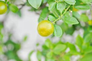 citrus japonica duimpje of Kumquat , Kumquat fabriek of cumquats of citrus japonica duimpje of rutaceae of oranje foto