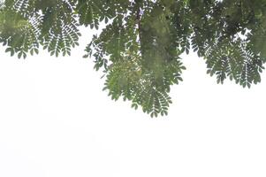 boom en lucht achtergrond of regen boom of samanea saman, peulvruchten mimosoideae foto