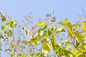 tektona grandis, teak of lamiaceae of teak fabriek of teak zaad foto