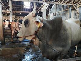 boeren hebben begonnen kous koeien in voorbereiding voor de eid al-qurban vakantie foto