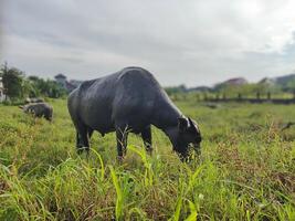 buffel na een modder bad foto