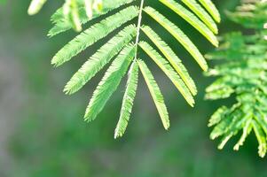 acacia pennata, tropisch acacia of beklimming vlechtwerk of acacia of cha om of fabaceae of peulvruchten of mimosoideae of mimosaceae foto