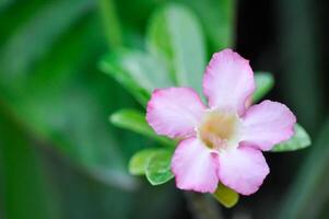 roze Bignonia of woestijn roos foto