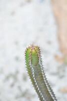 euphorbia canariensis var spiralis, euphorbia canariensis f viridis of euphorbia tribuloides of cactus foto