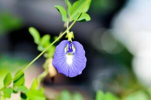 vlinder erwt , blauw erwt bloem of clitoria ternatea l foto