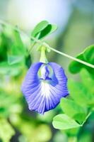 vlinder erwt , blauw erwt bloem of clitoria ternatea l foto