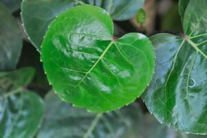 polyscia's fruticosa l schade, polyscias fruticosa of araliaceae foto