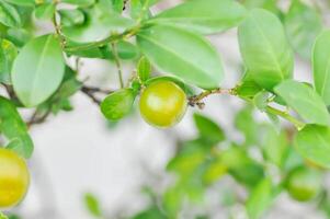 citrus japonica duimpje of Kumquat , Kumquat fabriek of cumquats of citrus japonica duimpje of rutaceae of oranje foto