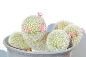 mammillaria carmenae Mammillaria of cactus of sappig of mammillaria carmenae met roze bloem foto