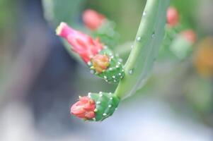 opuntia cochenillifera, opuntia of cactus of opuntia bloem foto