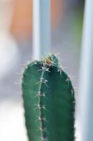 cactus , sprookje kasteel of cereus peruvianus foto