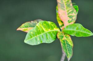 codiaeum variegatium blume of croton, bont laurier of tuin Croton foto