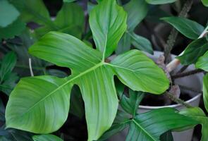 philodendron squamiferum of philodendron datum, philodendron of araceae foto