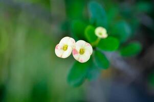 Christus doorn, euphorbia milii of euphorbiaceae of klein euphorbia bloemen of bicolor bloem foto