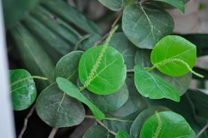 coccoloba uvifera ,zee druif of polygonaceae foto