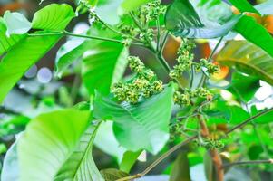 santol boom en santol bloem of sandoricum koetjape , meliaceae of santol of sentul of rood sentol of geel sentol foto