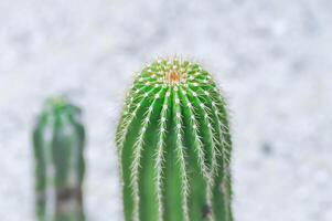 euphorbia canariensis var spiralis, euphorbia canariensis f viridis of euphorbia tribuloides of cactus foto