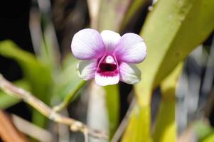 roze orchidee , roze en rood orchidee bloem of orchidaceae foto