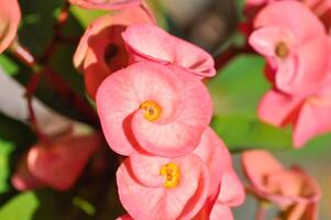 Christus doorn, euphorbia milii of euphorbiaceae foto