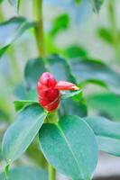 costus speciosus, krip gember of Maleis gember of spiraal vlag of cheilocostus speciosus, costaceae of riet riet foto