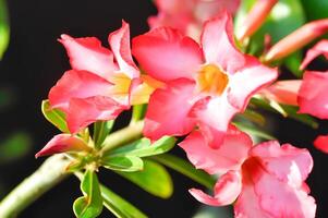 woestijn roos, Apocyaceae of adenium zwaarlijvig of bespotten azalea of rozebignonia of Impala lelie foto