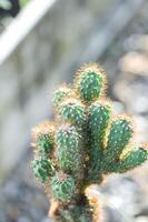 cactus , eriocereus Harrisia jusbertii of cactus of sprookje kasteel of cereus peruvianus of mammillaria foto