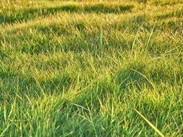 groen gras achtergrond dichtbij visie, voorjaar gras veld- foto