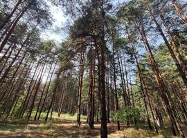 groen zomer Woud achtergrond. hoog bomen perspectief visie van de grond foto