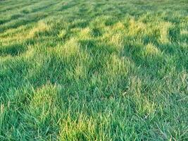 groen gras achtergrond dichtbij visie, voorjaar gras veld- foto