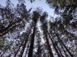 groen zomer Woud achtergrond. hoog bomen perspectief visie van de grond foto