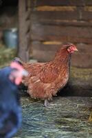 een groep van kippen en een haan grazen Aan een boerderij in een dorp Aan een zonnig dag. kippen Aan een biologisch huis boerderij. voorjaar of zomer dag. kippen van verschillend kleuren. wit kippen. rood kippen. foto