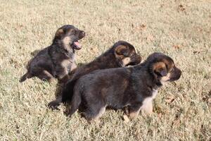 drie Duitse herder puppy's in de gras. foto