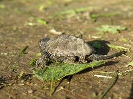 baby Europese vijver schildpad Aan menselijk vinger foto