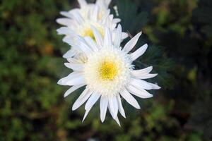 wit chrysant bloem in tuin foto