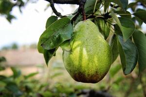 mooi groen William Peer Aan Afdeling foto