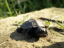 baby Europese vijver schildpad Aan menselijk vinger foto