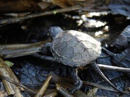 baby Europese vijver schildpad Aan menselijk vinger foto