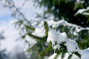 sneeuw gedekt Spar boom takken buitenshuis. foto