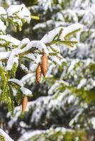 sneeuw gedekt Spar boom takken met kegels buitenshuis. foto