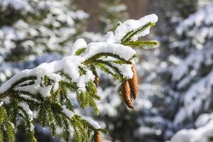 sneeuw gedekt Spar boom takken met kegels buitenshuis. foto