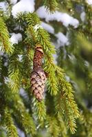 sneeuw gedekt Spar boom groen takken met kegels. net ijshoorntje gegeten door een vogel. foto