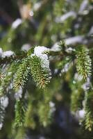 sneeuw gedekt Spar boom takken buitenshuis. foto