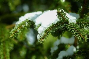 smelten sneeuw Aan Spar boom takken buitenshuis. foto