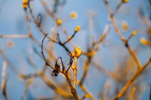 bloemknoppen en eerste bladeren Aan boom takken. foto