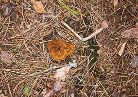 wild bosbes in zomer Woud. foto