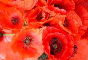 rood papaver bloemen in zonlicht foto