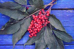 sambucus racemosa, gemeenschappelijk rood vlierbes, rode bessen ouderling bessen Aan de Afdeling in de tuin. foto