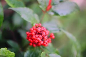 sambucus racemosa, gemeenschappelijk rood vlierbes, rode bessen ouderling bessen Aan de Afdeling in de tuin. foto