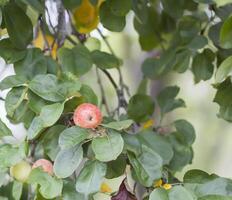 rood rijp appels Aan boom Afdeling foto